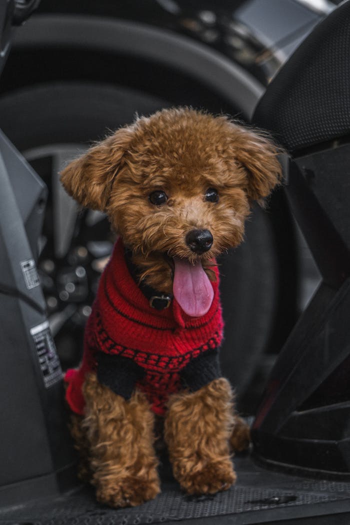 Cute toy poodle wearing a red knitted sweater sitting on a scooter. Ideal for pet lovers.