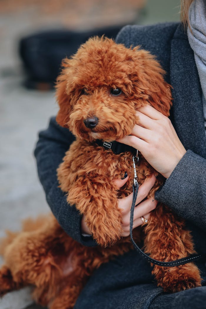 A fluffy poodle being gently held by its owner, sitting outdoors on a chilly day.