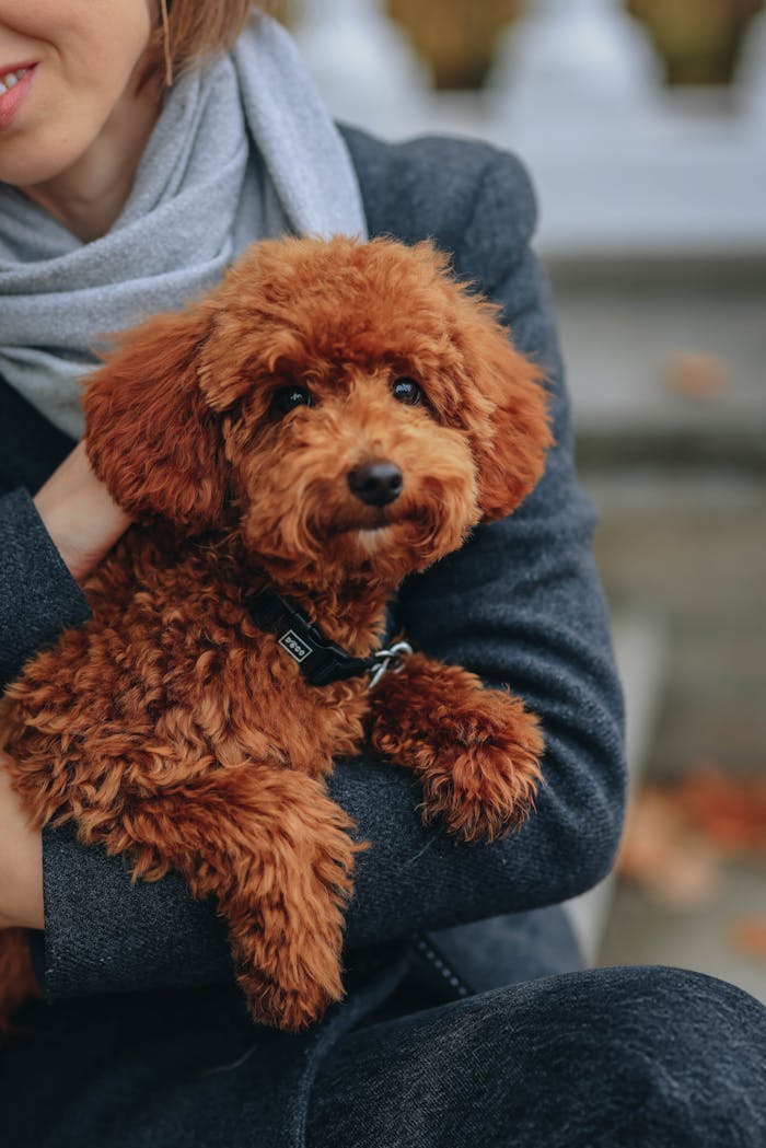 Charming image of a woman cuddling a cute red toy poodle outdoors in a cozy setting.
