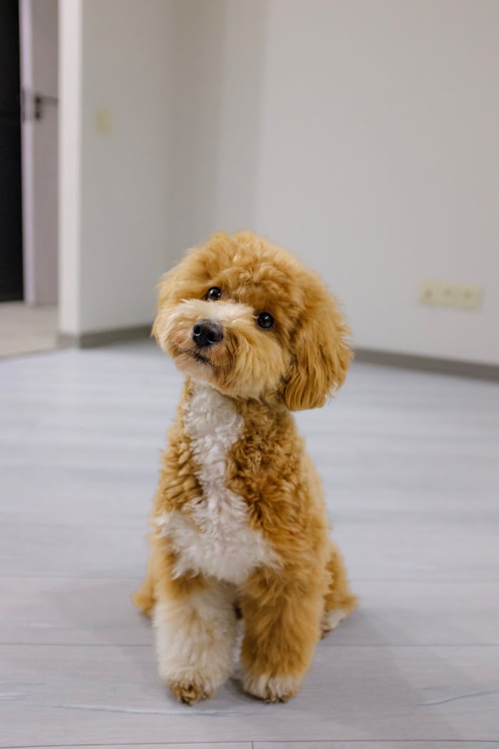 Charming poodle puppy sitting on a floor inside a modern home. Perfect for pet lovers.