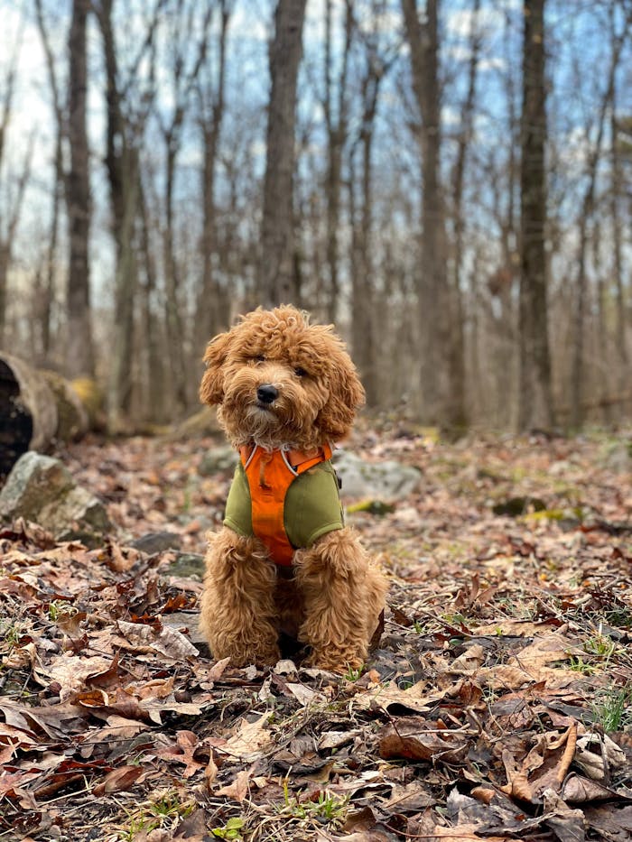 Cute poodle puppy in orange jacket sitting among the fallen leaves in a forest setting.