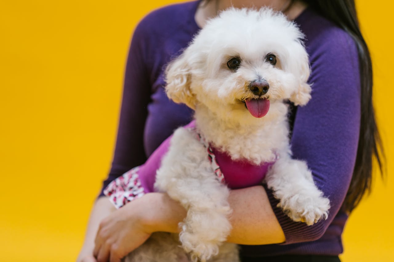 Cute white poodle being held by a woman in a modern studio setting.